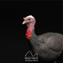 Ref. 2404 Pavo
