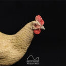 REF. 2404 Gallina