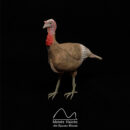 Ref. 2404 Pavo (4)