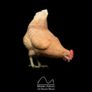 Gallina picando 35cm Moisés Halcón