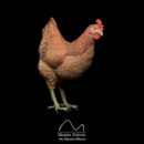Gallina Moises Halcón Arte Figurativo Belenista