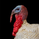Pavo Real Ref. 3503 Moisés Halcón Arte Figurativo Belenista