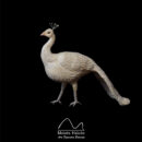 Pavo Real Blanco Ref. 2011