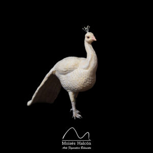 Pavo Real Blanco Ref. 2011