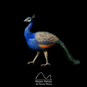 Pavo Real Ref. 2012 Moisés Halcón Arte Figurativo Belenista